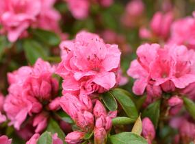 Azalka japonská 'Thierry' - Azalea japonica 'Thierry'