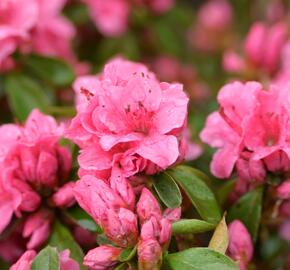 Azalka japonská 'Thierry' - Azalea japonica 'Thierry'