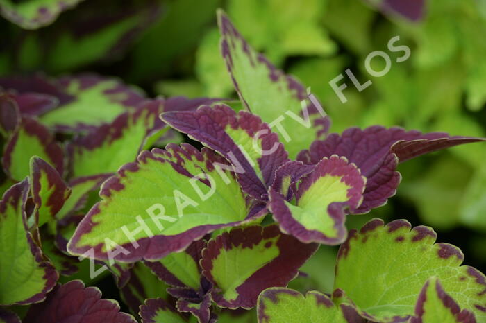 Pochvatec, Pokojová kopřiva 'Stained Glassworks Velvet' - Coleus blumei 'Stained Glassworks Velvet'
