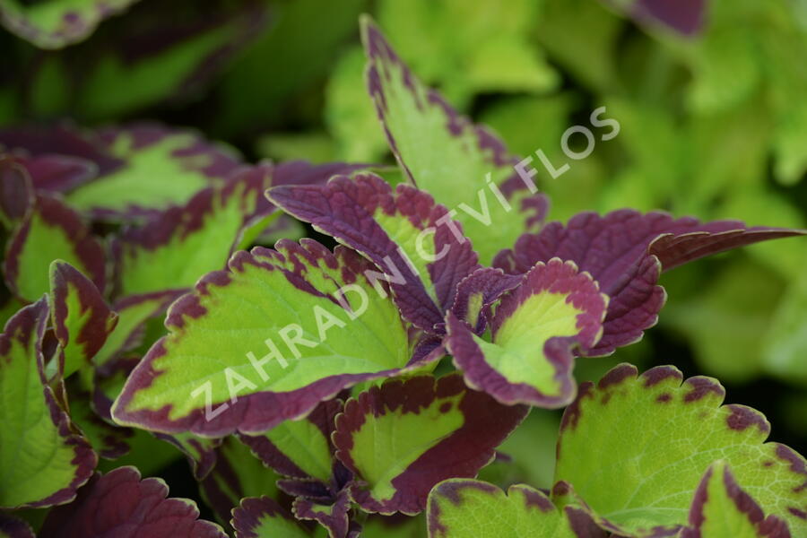 Pochvatec, Pokojová kopřiva 'Stained Glassworks Velvet' - Coleus blumei 'Stained Glassworks Velvet'