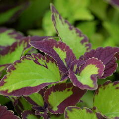 Pochvatec, Pokojová kopřiva 'Stained Glassworks Velvet' - Coleus blumei 'Stained Glassworks Velvet'