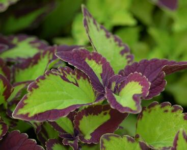 Pochvatec, Pokojová kopřiva 'Stained Glassworks Velvet'