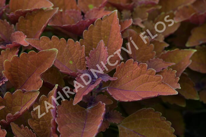 Pochvatec, Pokojová kopřiva 'Wall Street' - Coleus blumei 'Wall Street'