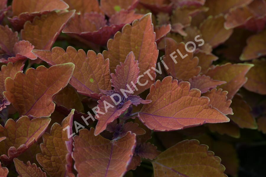 Pochvatec, Pokojová kopřiva 'Wall Street' - Coleus blumei 'Wall Street'