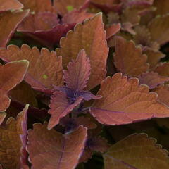 Pochvatec, Pokojová kopřiva 'Wall Street' - Coleus blumei 'Wall Street'