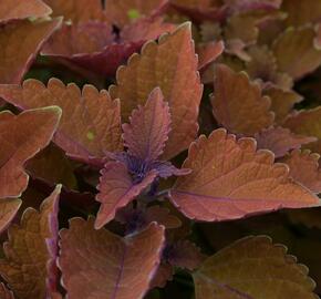 Pochvatec, Pokojová kopřiva 'Wall Street' - Coleus blumei 'Wall Street'
