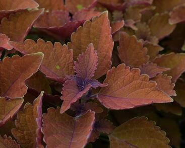 Pochvatec, Pokojová kopřiva 'Wall Street'