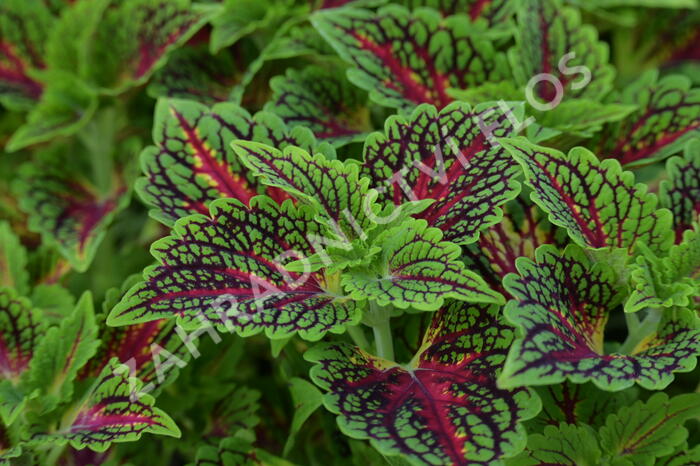Pochvatec, Pokojová kopřiva 'Spacecake' - Coleus blumei 'Spacecake'