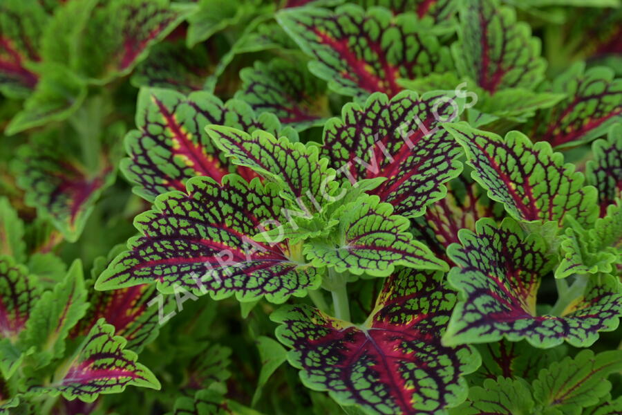 Pochvatec, Pokojová kopřiva 'Spacecake' - Coleus blumei 'Spacecake'