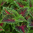 Pochvatec, Pokojová kopřiva 'Spacecake' - Coleus blumei 'Spacecake'