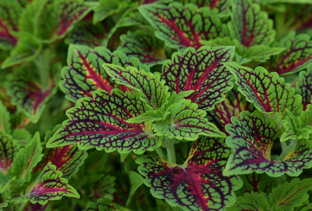 Pochvatec, Pokojová kopřiva 'Spacecake' - Coleus blumei 'Spacecake'