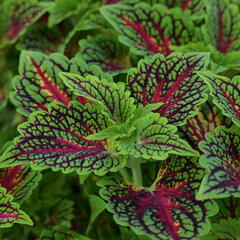 Pochvatec, Pokojová kopřiva 'Spacecake' - Coleus blumei 'Spacecake'
