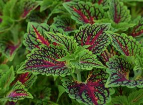 Pochvatec, Pokojová kopřiva 'Spacecake' - Coleus blumei 'Spacecake'