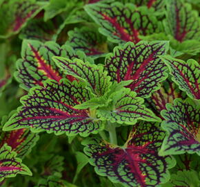 Pochvatec, Pokojová kopřiva 'Spacecake' - Coleus blumei 'Spacecake'