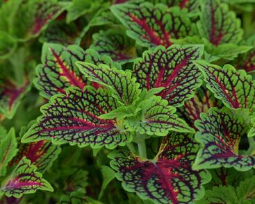 Pochvatec, Pokojová kopřiva 'Spacecake'