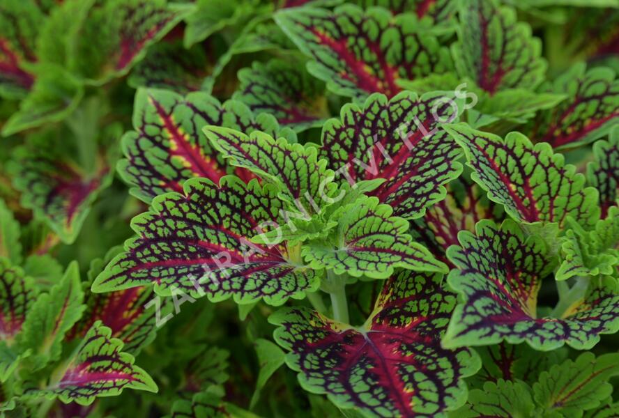 Pochvatec, Pokojová kopřiva 'Spacecake' - Coleus blumei 'Spacecake'