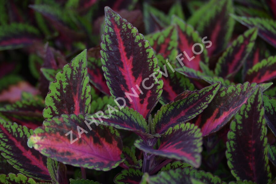Pochvatec, Pokojová kopřiva 'Ruby Road' - Coleus blumei 'Ruby Road'