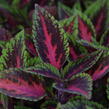 Pochvatec, Pokojová kopřiva 'Ruby Road' - Coleus blumei 'Ruby Road'