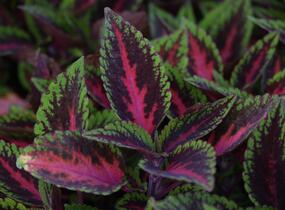 Pochvatec, Pokojová kopřiva 'Ruby Road' - Coleus blumei 'Ruby Road'