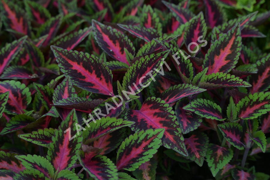 Pochvatec, Pokojová kopřiva 'Ruby Road' - Coleus blumei 'Ruby Road'