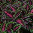 Pochvatec, Pokojová kopřiva 'Ruby Road' - Coleus blumei 'Ruby Road'
