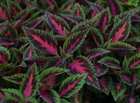Pochvatec, Pokojová kopřiva 'Ruby Road' - Coleus blumei 'Ruby Road'
