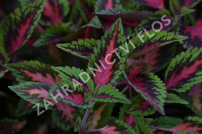 Pochvatec, Pokojová kopřiva 'Ruby Road' - Coleus blumei 'Ruby Road'