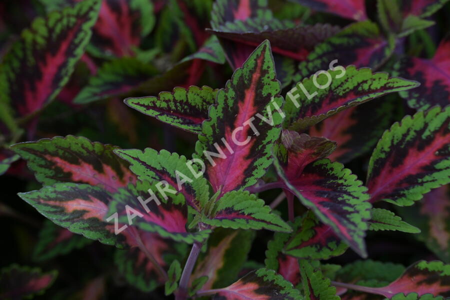 Pochvatec, Pokojová kopřiva 'Ruby Road' - Coleus blumei 'Ruby Road'