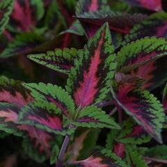 Pochvatec, Pokojová kopřiva 'Ruby Road' - Coleus blumei 'Ruby Road'