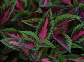 Pochvatec, Pokojová kopřiva 'Ruby Road' - Coleus blumei 'Ruby Road'