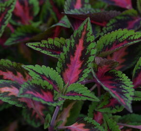Pochvatec, Pokojová kopřiva 'Ruby Road' - Coleus blumei 'Ruby Road'