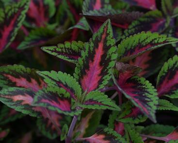 Pochvatec, Pokojová kopřiva 'Ruby Road'