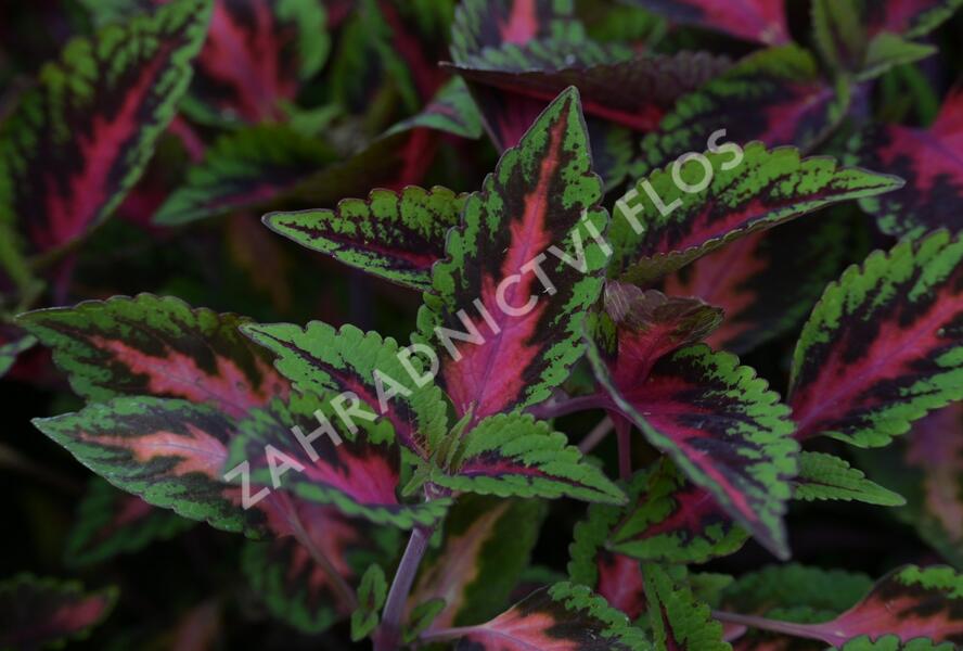 Pochvatec, Pokojová kopřiva 'Ruby Road' - Coleus blumei 'Ruby Road'