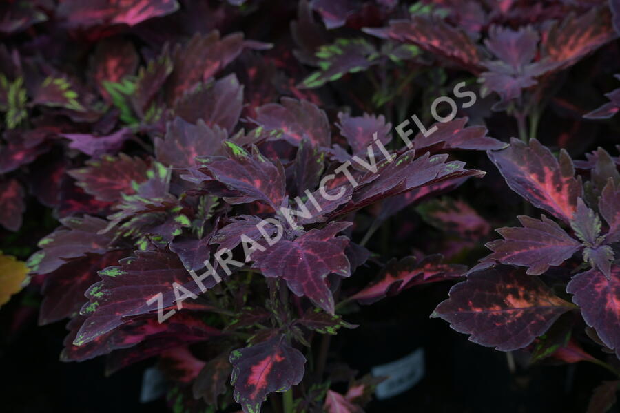 Pochvatec, Pokojová kopřiva 'Royalty' - Coleus blumei 'Royalty'