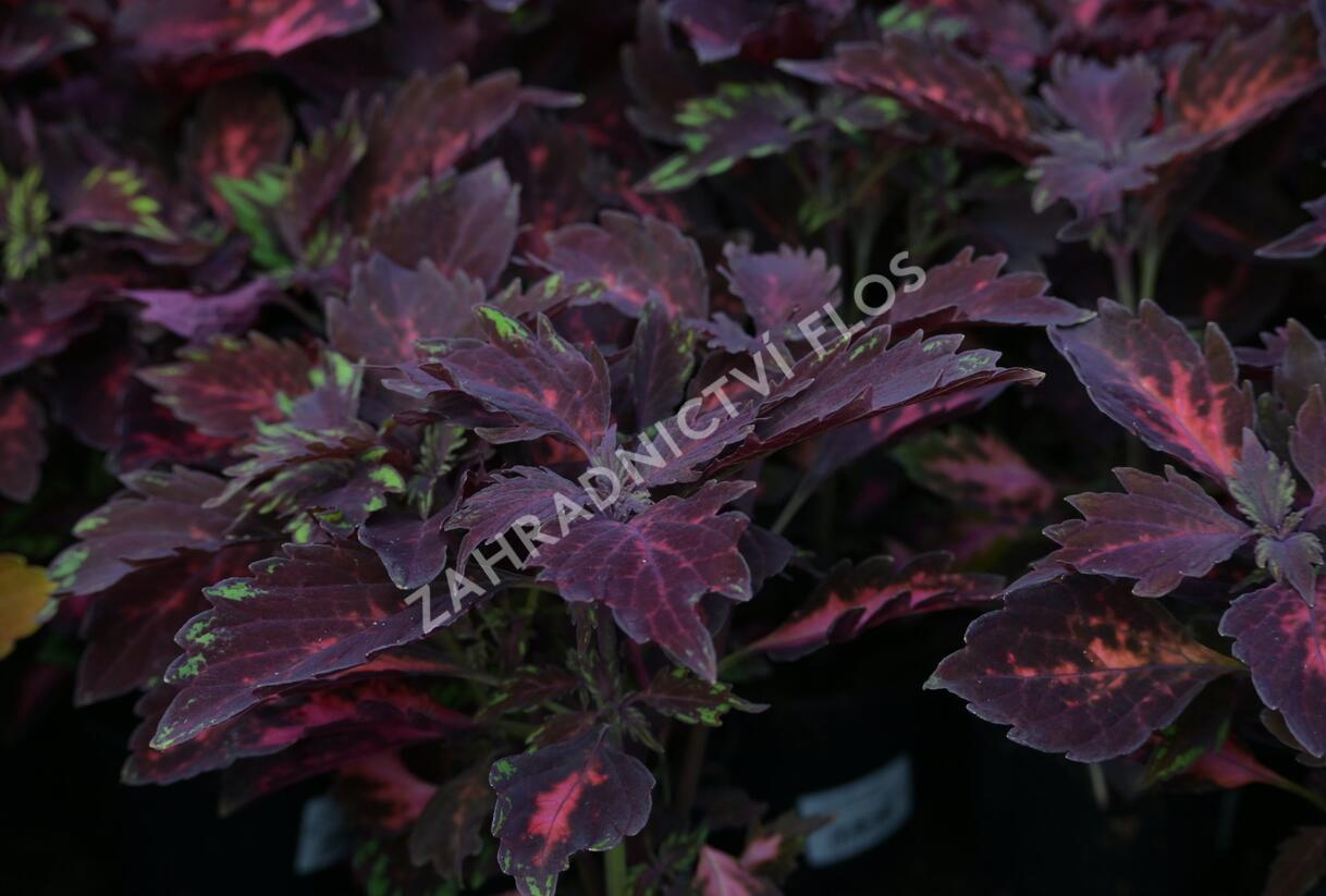Pochvatec, Pokojová kopřiva 'Royalty' - Coleus blumei 'Royalty'