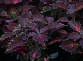 Pochvatec, Pokojová kopřiva 'Royalty' - Coleus blumei 'Royalty'