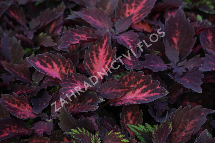 Pochvatec, Pokojová kopřiva 'Royalty' - Coleus blumei 'Royalty'