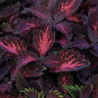 Pochvatec, Pokojová kopřiva 'Royalty' - Coleus blumei 'Royalty'