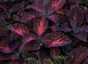 Pochvatec, Pokojová kopřiva 'Royalty' - Coleus blumei 'Royalty'