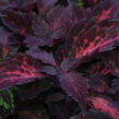 Pochvatec, Pokojová kopřiva 'Royalty' - Coleus blumei 'Royalty'