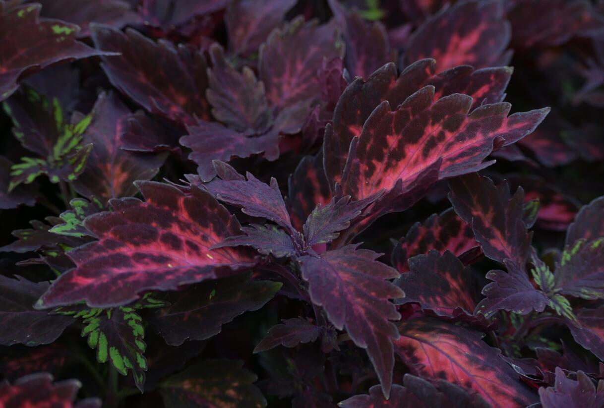 Pochvatec, Pokojová kopřiva 'Royalty' - Coleus blumei 'Royalty'