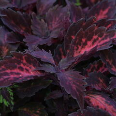 Pochvatec, Pokojová kopřiva 'Royalty' - Coleus blumei 'Royalty'