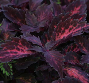 Pochvatec, Pokojová kopřiva 'Royalty' - Coleus blumei 'Royalty'