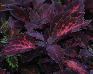 Pochvatec, Pokojová kopřiva 'Royalty'