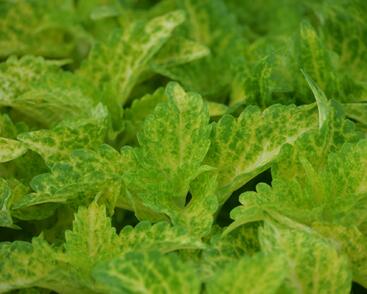 Pochvatec, Pokojová kopřiva 'River Walk'