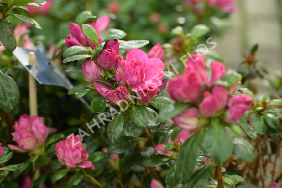 Azalka japonská 'Evergreen Lila' - Azalea japonica 'Evergreen Lila'