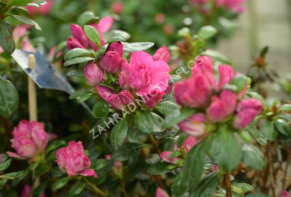 Azalka japonská 'Evergreen Lila' - Azalea japonica 'Evergreen Lila'