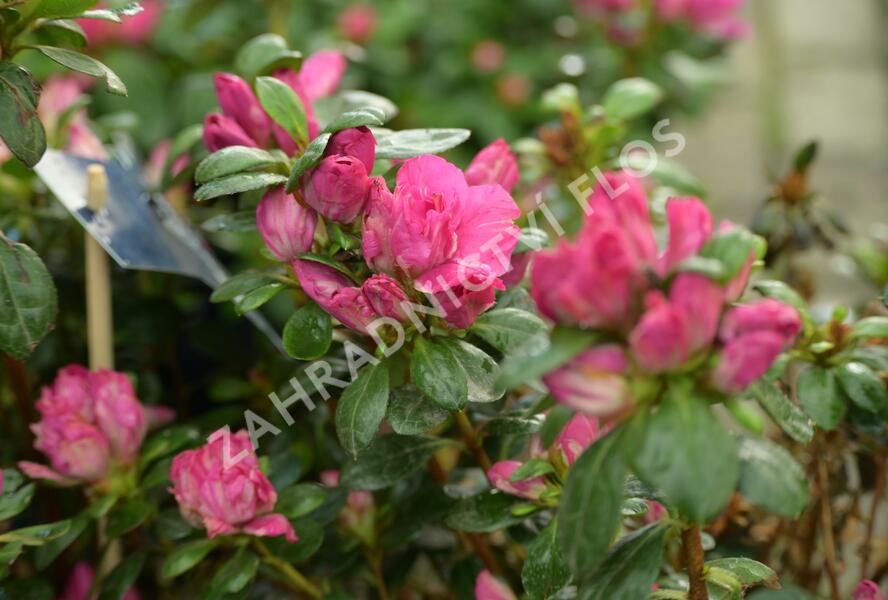 Azalka japonská 'Evergreen Lila' - Azalea japonica 'Evergreen Lila'