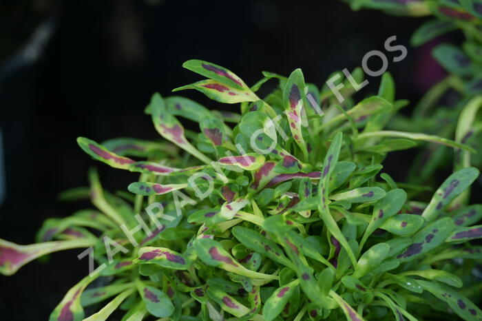 Pochvatec, Africká kopřiva 'Fancy Feathers™ Pink' - Coleus solenostemon hybrid 'Fancy Feathers™ Pink'