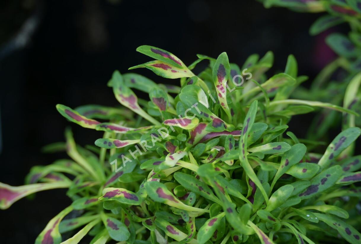 Pochvatec, Africká kopřiva 'Fancy Feathers™ Pink' - Coleus solenostemon hybrid 'Fancy Feathers™ Pink'